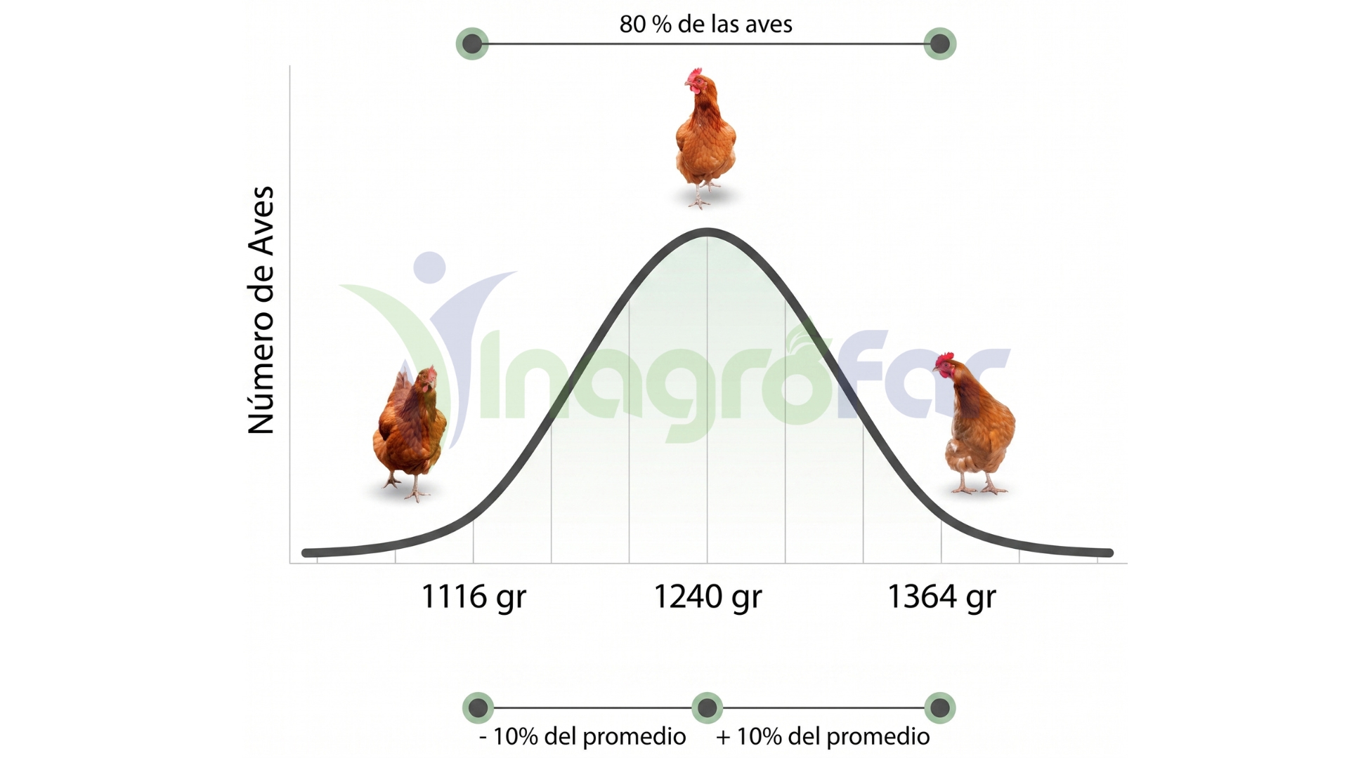 Uniformidad en gallinas ponedoras